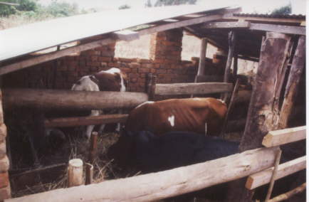 Der Kuhstall.          Aus Ismaning / Unterfhring ist das Geld fr 2 Khe gekommen. Die Gemeinde in Kitandililo hat noch einen Stier gekauft. Ein Klbchen wurde im Sommer 2003 geboren, ein weiteres Klbchen wird voraussichtlich im Frhjahr 2004 auf die Welt kommen. 