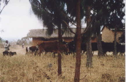 Ein Htejunge treibt die Khe und Ziegen von mehreren Bauern auf die Weide.