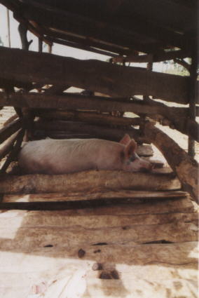 Die Schweinezucht wchst. Bisher wurden beim ersten Wurf 4 Ferkel geboren, beim 2. und 3. Wurf zusammen 13 Ferkel. 